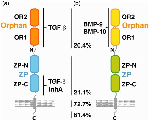 tgf beta receptor|Structural studies of the TGF.